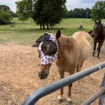 rescued horse