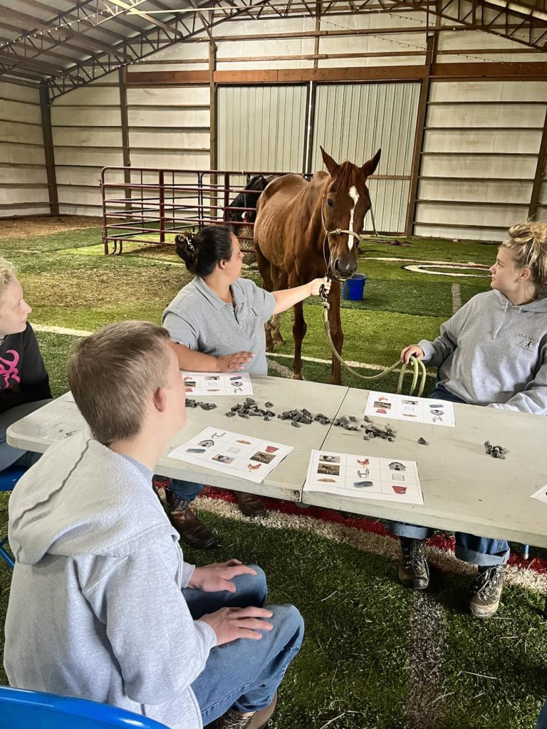 horse rescue